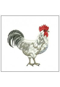 Pet095 - Rooster